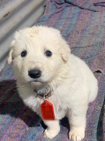 Maremma Sheepdog for sale by PERFECTHEART