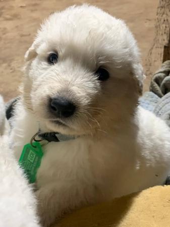 Maremma Sheepdog for sale by PERFECTHEART