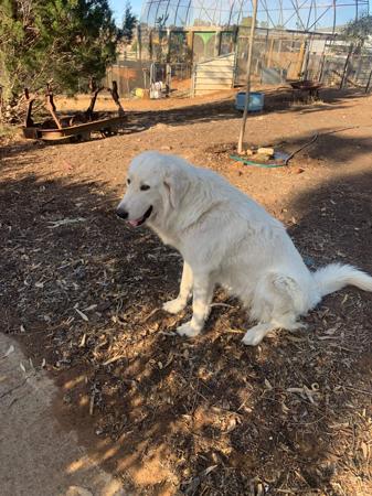 Maremma Sheepdog for sale by PERFECTHEART