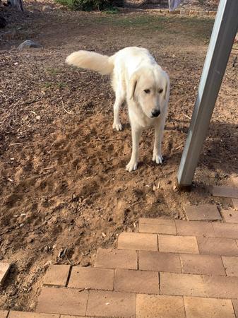 Maremma Sheepdog for sale by PERFECTHEART