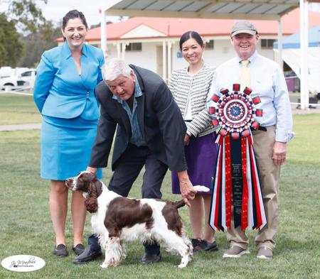 English Springer Spaniel for sale by CUDGERA