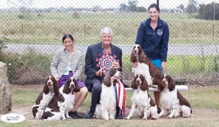 English Springer Spaniel for sale by CUDGERA