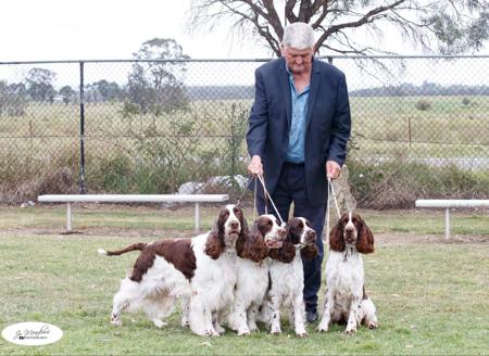 English Springer Spaniel for sale by CUDGERA