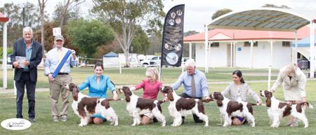 English Springer Spaniel for sale by CUDGERA