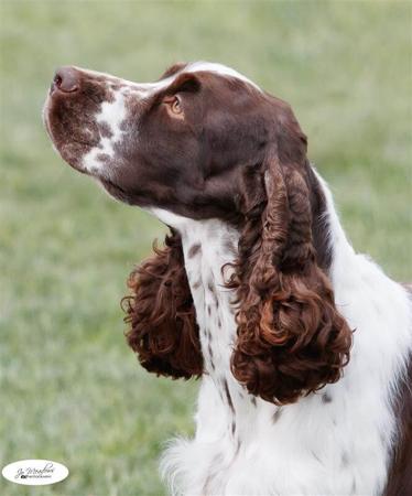 English Springer Spaniel puppy for sale by CUDGERA