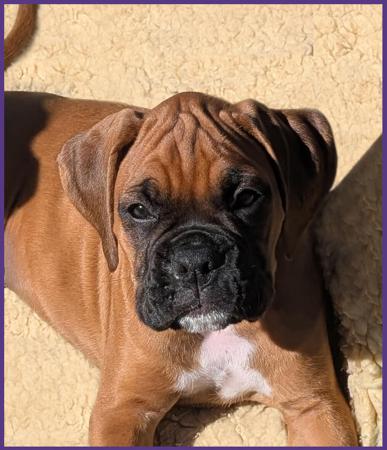 Boxer puppy for sale by TRAXX