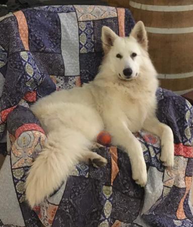 White Swiss Shepherd Dog for sale by NIGHTWOLVES