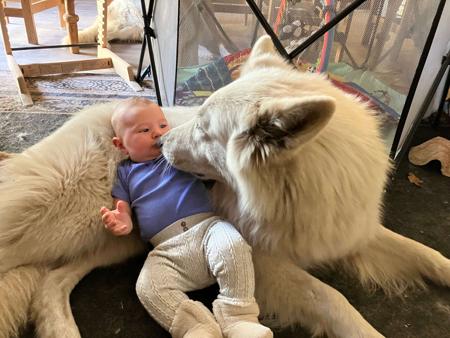 White Swiss Shepherd Dog for sale by NIGHTWOLVES