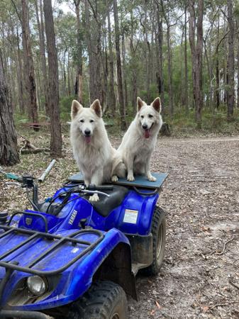 White Swiss Shepherd Dog for sale by NIGHTWOLVES