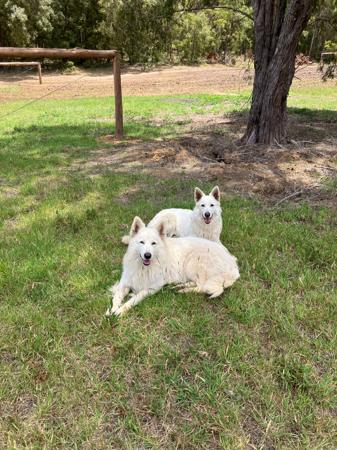White Swiss Shepherd Dog for sale by NIGHTWOLVES