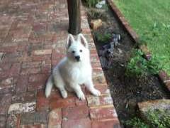 White Swiss Shepherd Dog for sale by NIGHTWOLVES