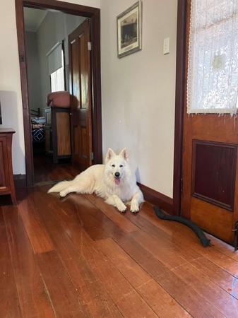 White Swiss Shepherd Dog for sale by NIGHTWOLVES