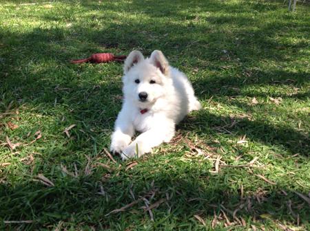 White Swiss Shepherd Dog for sale by NIGHTWOLVES