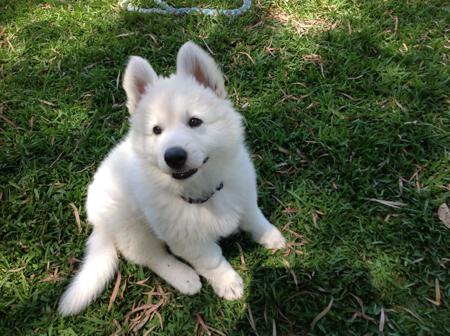 White Swiss Shepherd Dog for sale by NIGHTWOLVES