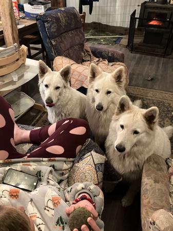 White Swiss Shepherd Dog for sale by NIGHTWOLVES