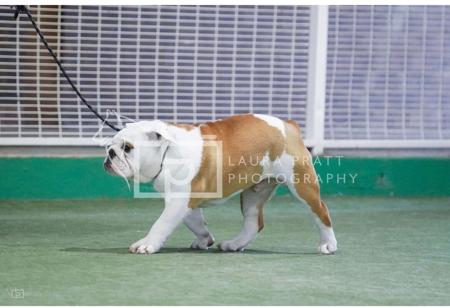 British Bulldog for sale by REDBOOL