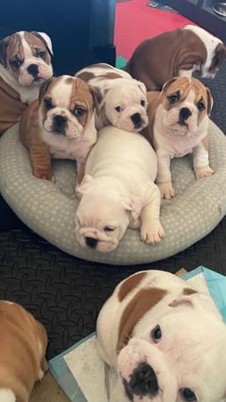 British Bulldog for sale by REDBOOL
