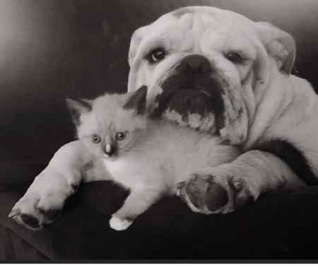 British Bulldog for sale by REDBOOL