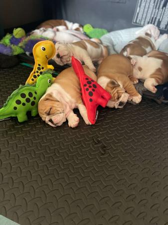 British Bulldog for sale by REDBOOL