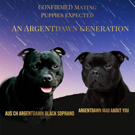 Staffordshire Bull Terrier puppy for sale by ARGENTDAWN