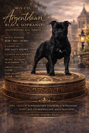 Staffordshire Bull Terrier for sale by ARGENTDAWN