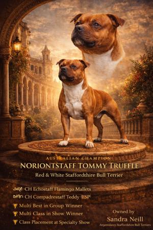 Staffordshire Bull Terrier for sale by ARGENTDAWN