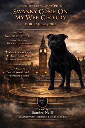 Staffordshire Bull Terrier for sale by ARGENTDAWN