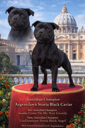 Staffordshire Bull Terrier for sale by ARGENTDAWN