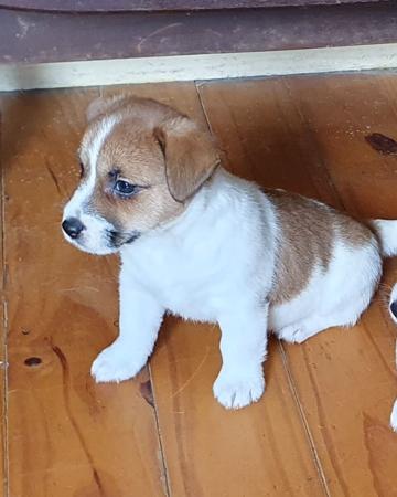 Jack Russell Terrier puppy for sale by JACKSRGREAT