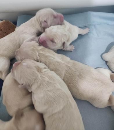 Golden Retriever puppy for sale by SISTEAM