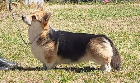 champion Coondarby B Still My Heart Welsh Corgi (Pembroke