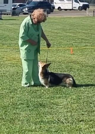 Welsh Corgi (Pembroke) for sale by COONDARBY