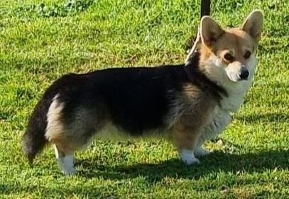 Welsh Corgi (Pembroke) for sale by COONDARBY