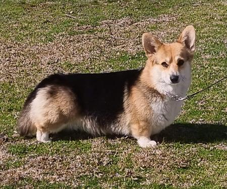 Welsh Corgi (Pembroke) for sale by CORGS