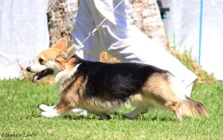 Welsh Corgi (Pembroke) for sale by COONDARBY