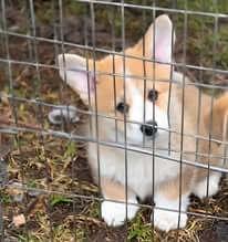 Welsh Corgi (Pembroke) puppy for sale by CORGS
