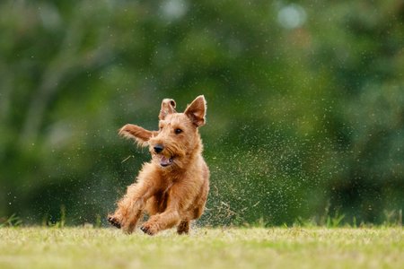 A2O CH CH. LP Ch Tawnyoak Betwix N Between LPX SPRD Irish Terrier