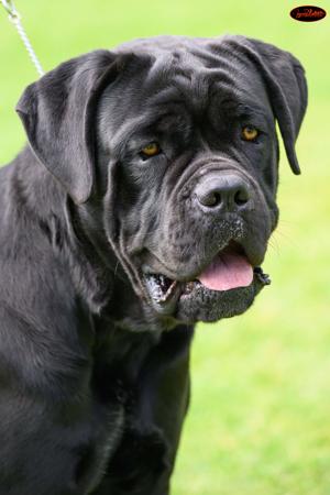Cane Corso dog for sale by LUANABEGINNING