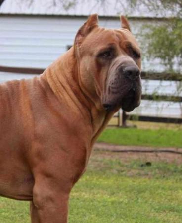 Cane Corso puppy for sale by LUANABEGINNING