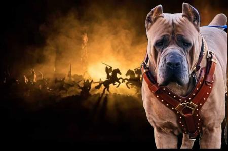Cane Corso for sale by FIREBRIGHT