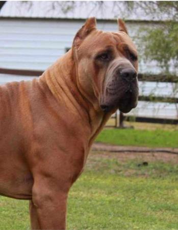 Cane Corso for sale by FIREBRIGHT