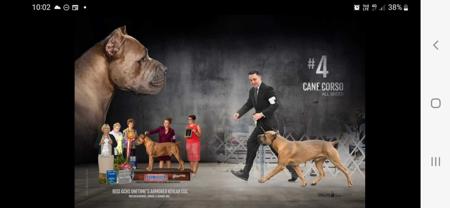 Cane Corso for sale by FIREBRIGHT