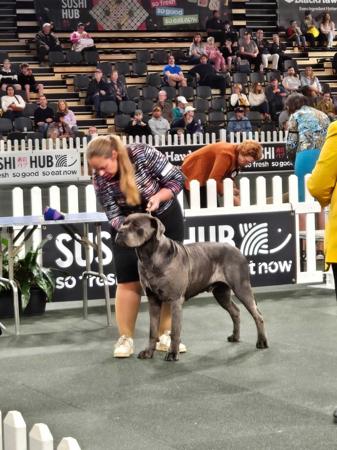 Cane Corso for sale by FIREBRIGHT