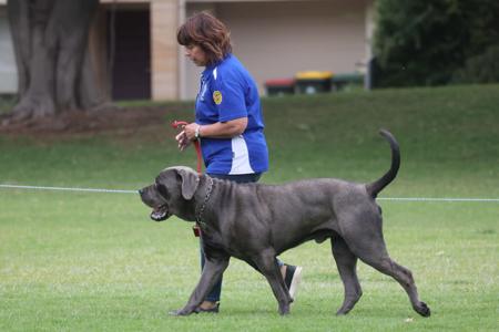 Cane Corso for sale by FIREBRIGHT
