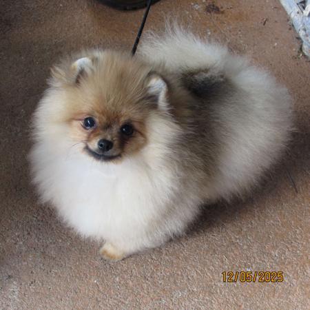 Pomeranian for sale by TUPISHKA