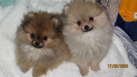 Pomeranian for sale by TUPISHKA
