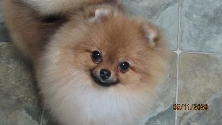 Pomeranian for sale by TUPISHKA