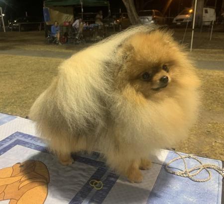 Pomeranian for sale by TUPISHKA