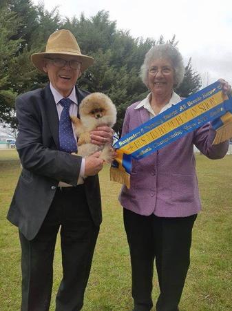 Pomeranian for sale by TUPISHKA