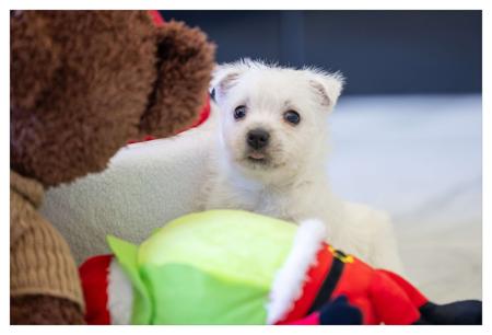 West Highland White Terrier for sale by WESCAVAL
